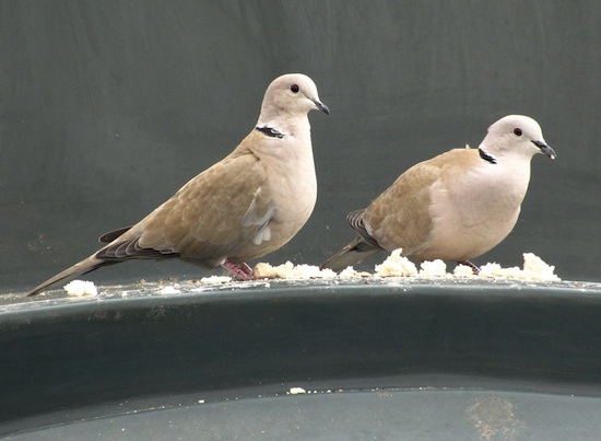 Cal Schwartz Doves Cal Schwartz Doves