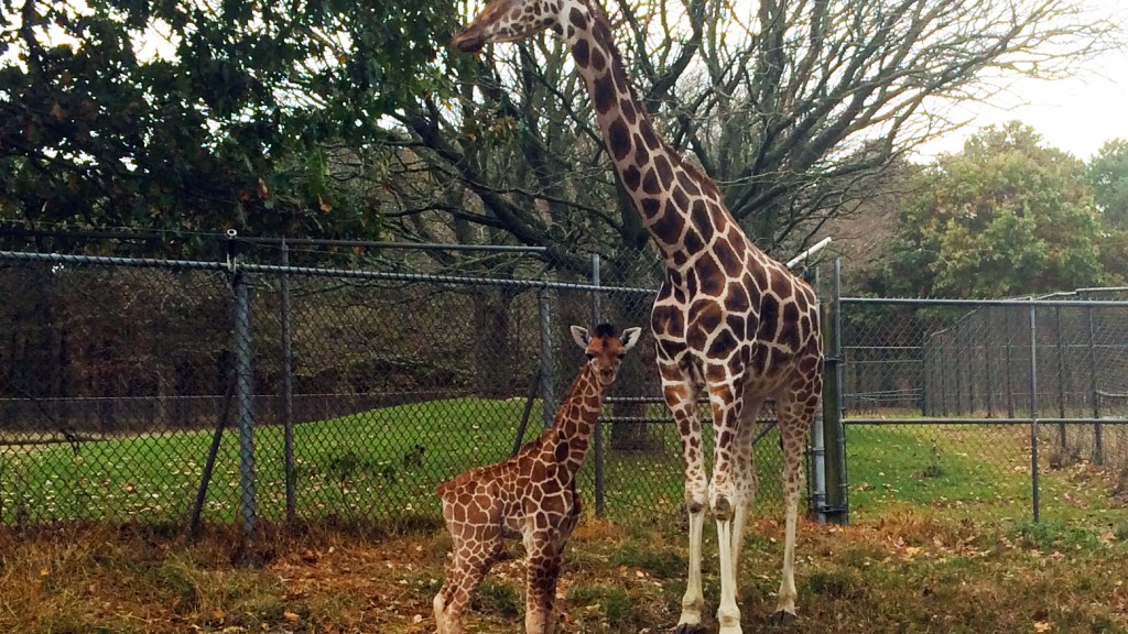 Six Flags Safarai Baby Giraffe