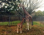 Six Flags Great Adventure Giraffe Born