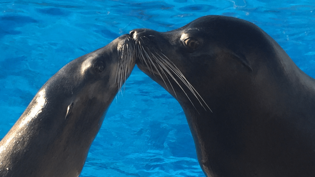 Six Flags NJ Dichali Kenobi Sea Lions