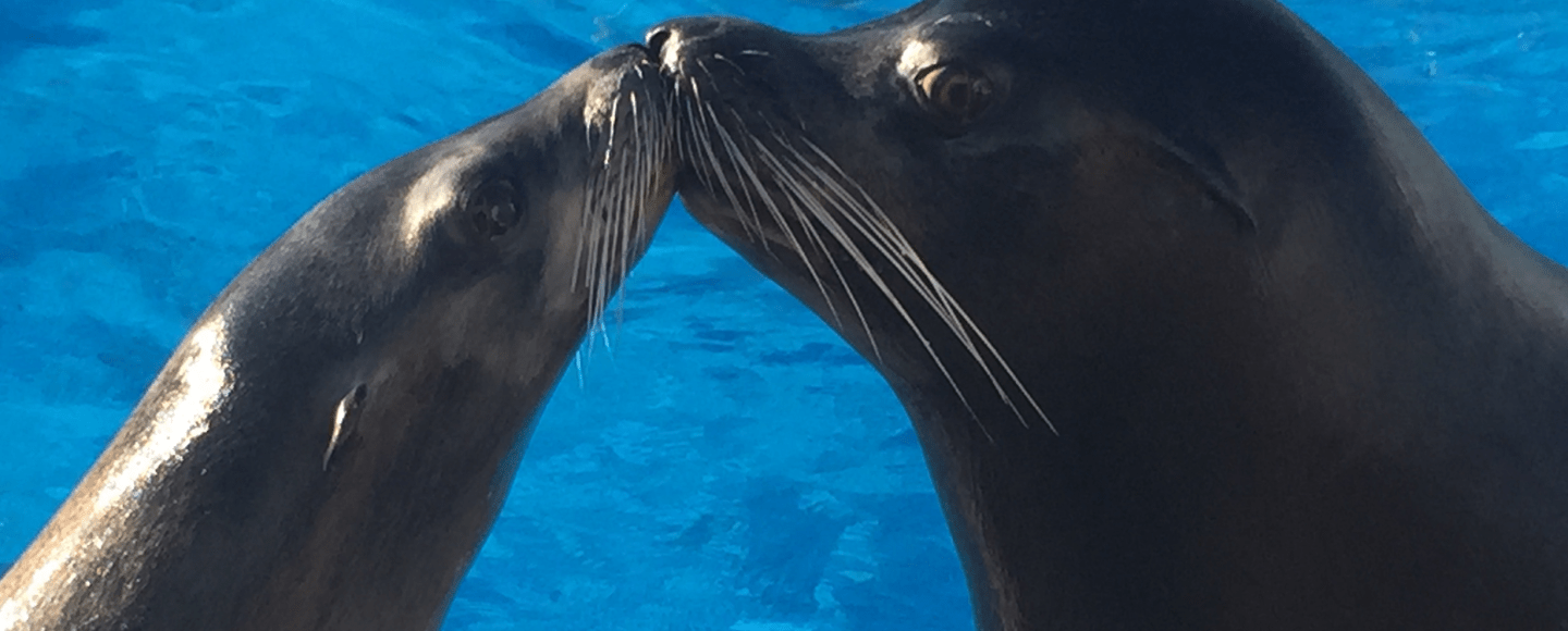Six Flags NJ Dichali Kenobi Sea Lions