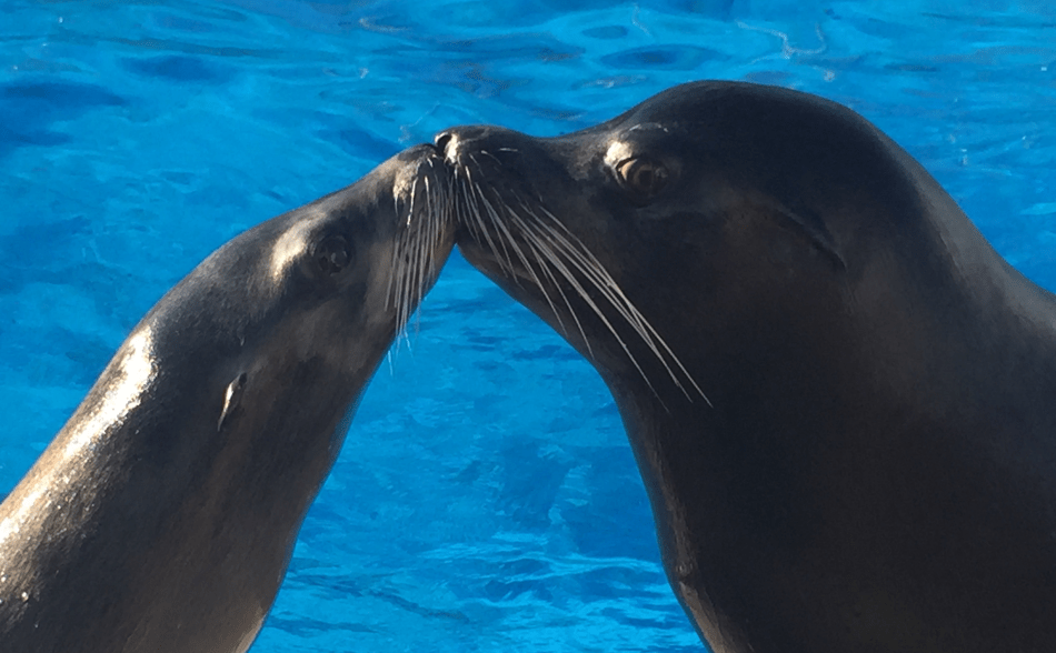 Six Flags NJ Dichali Kenobi Sea Lions