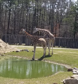 Six Flags Safari Adventure Review